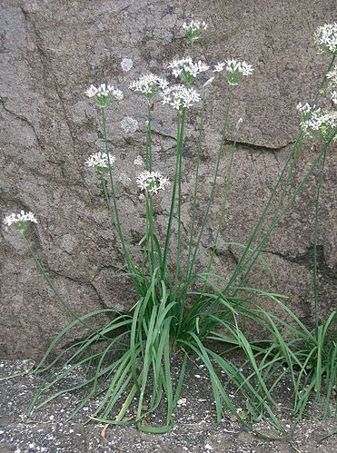 Allium tuberosum